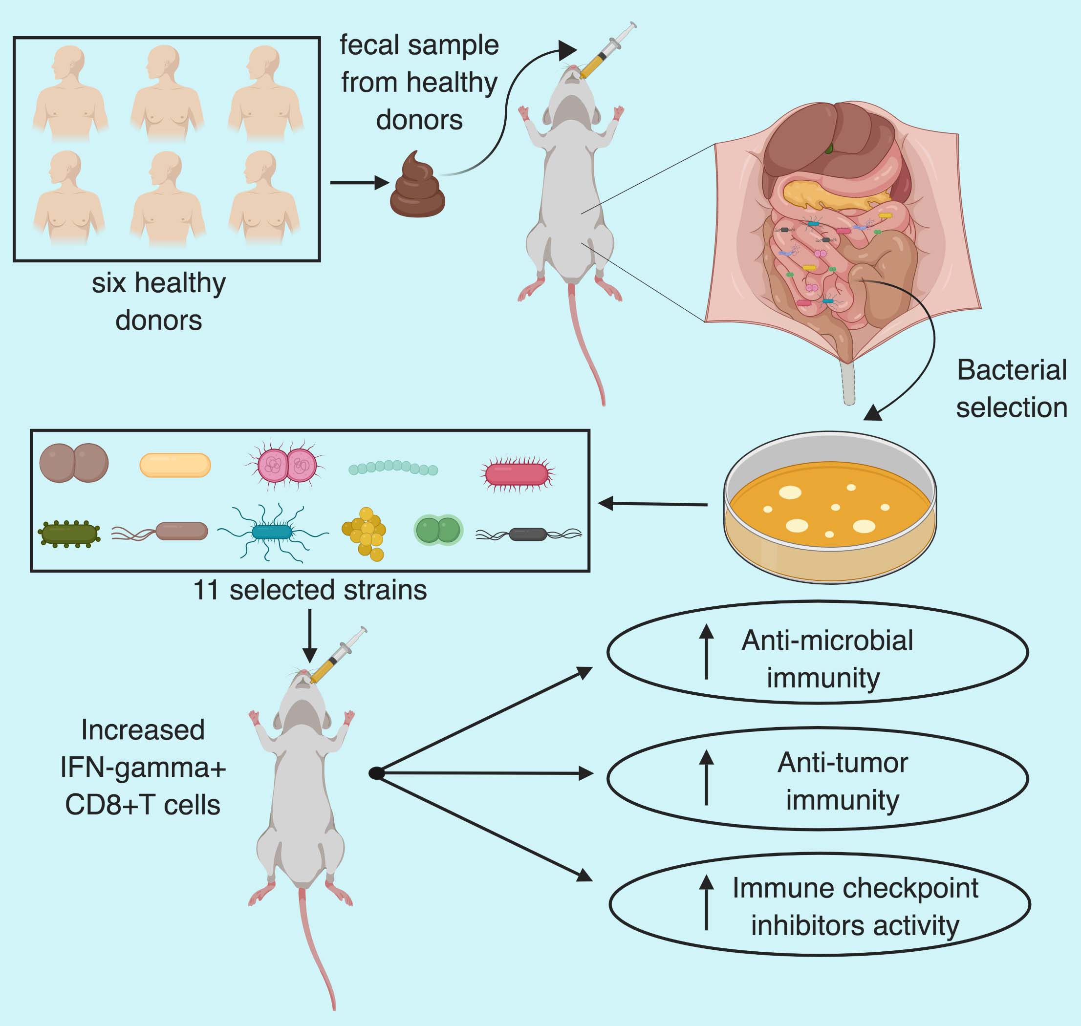 microbiota cancer immunity