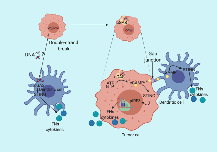 Puzzling out the STING activation in cancer