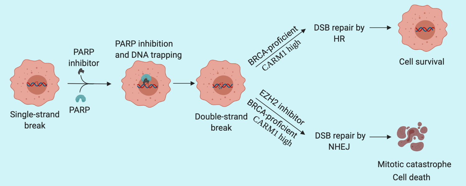 EZH2 inhibitors sensitize HR proficient ovarian cancers to PARP inhibitors