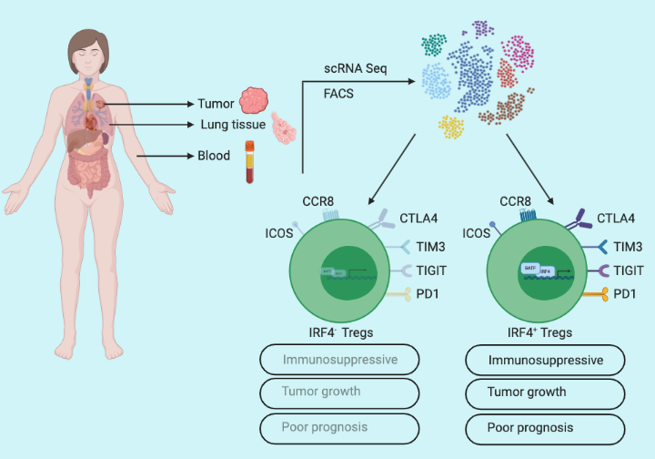 Tregs in the tumor microenvironment: A friend or a foe?